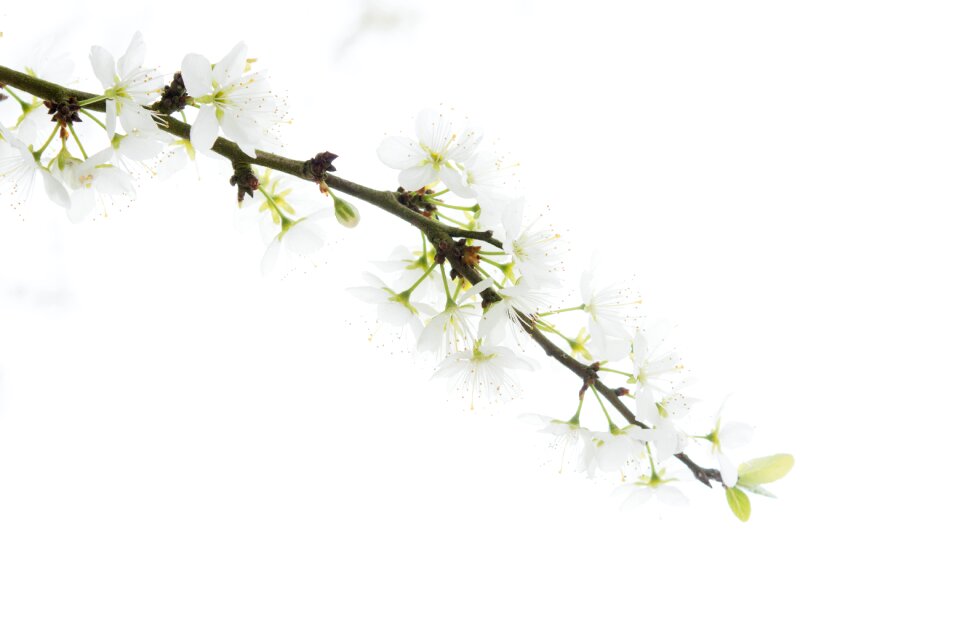 Season nature decoration