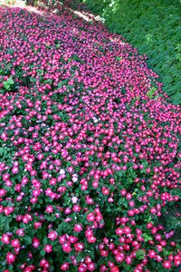 Flowers fuchsia garden