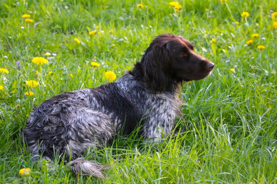 Dog take place dog training