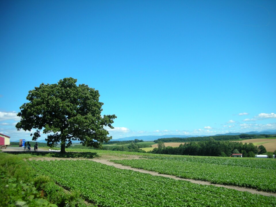 Blue sky and green scene landscape