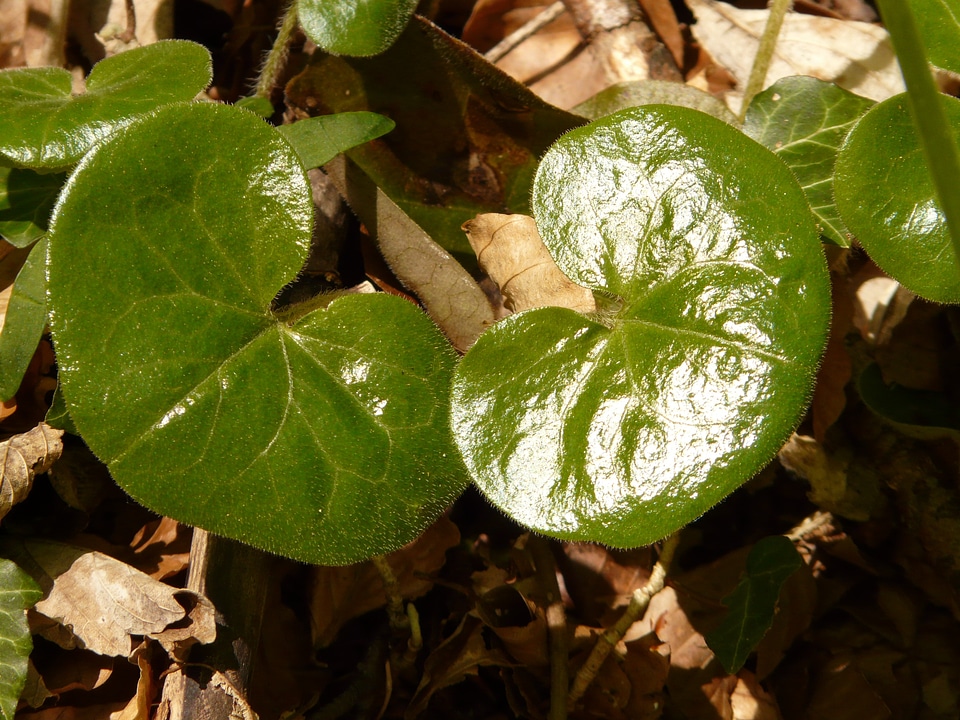 Asarum europaeum striking plant aristolochiaceae