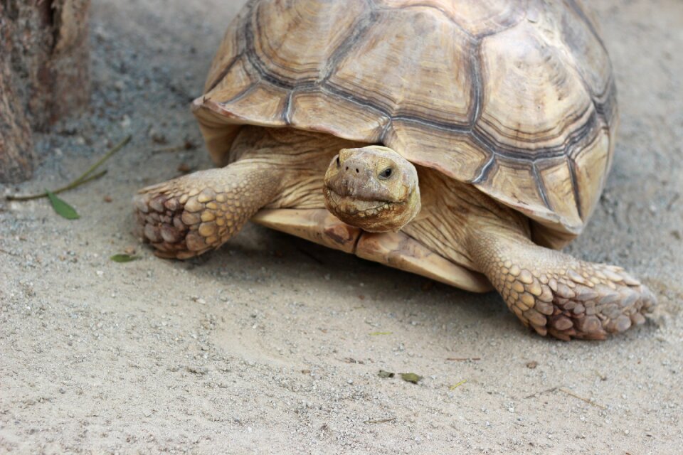 Turtle animals zoo