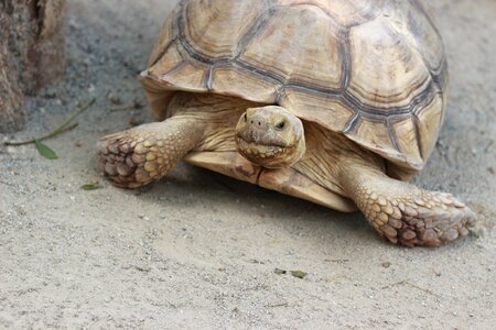 Turtle animals zoo