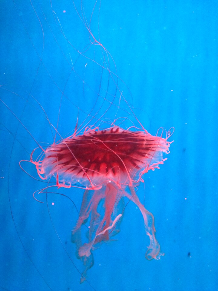 Jellyfish beautiful blue
