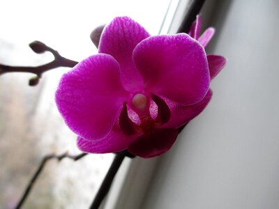 Phalaenopsis pot flowers home flowers photo