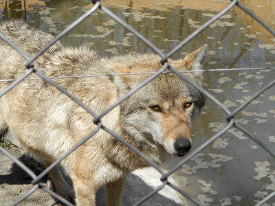 Wolf closed grid