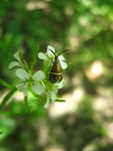 Beetle flower insect