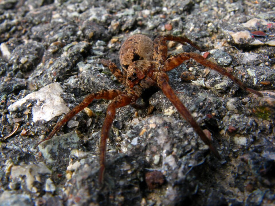 Animal nature arachnophobia