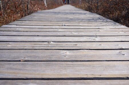 Spring landscape boardwalk