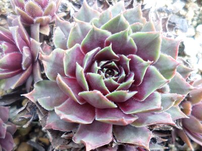 A fleshy plant fleshy in this bawisol