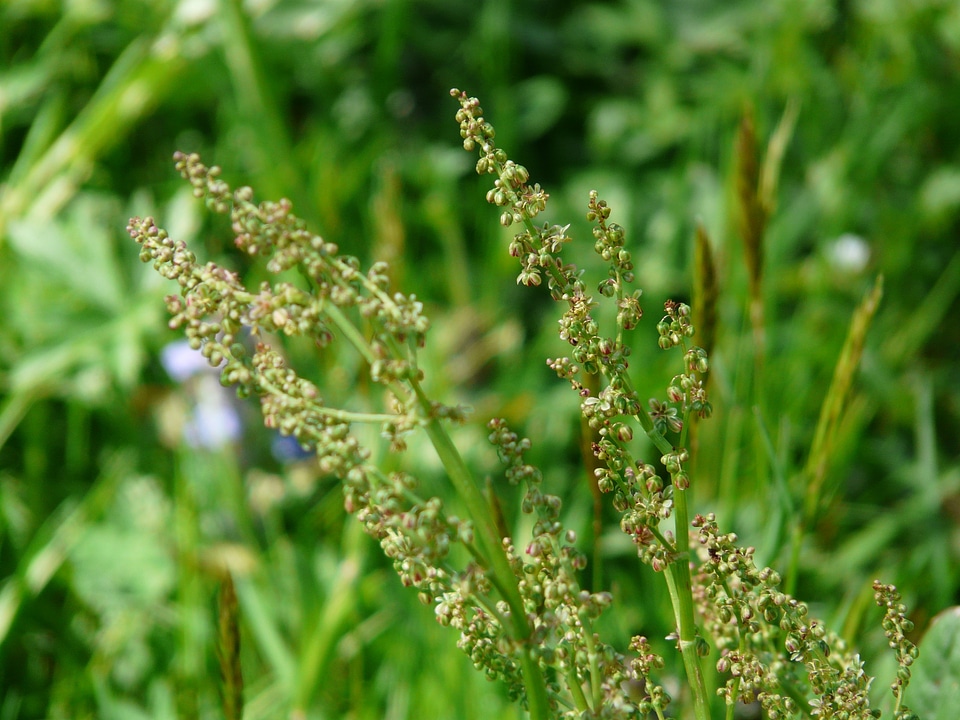 Pointed flower rumex acetosa large sauerampfer