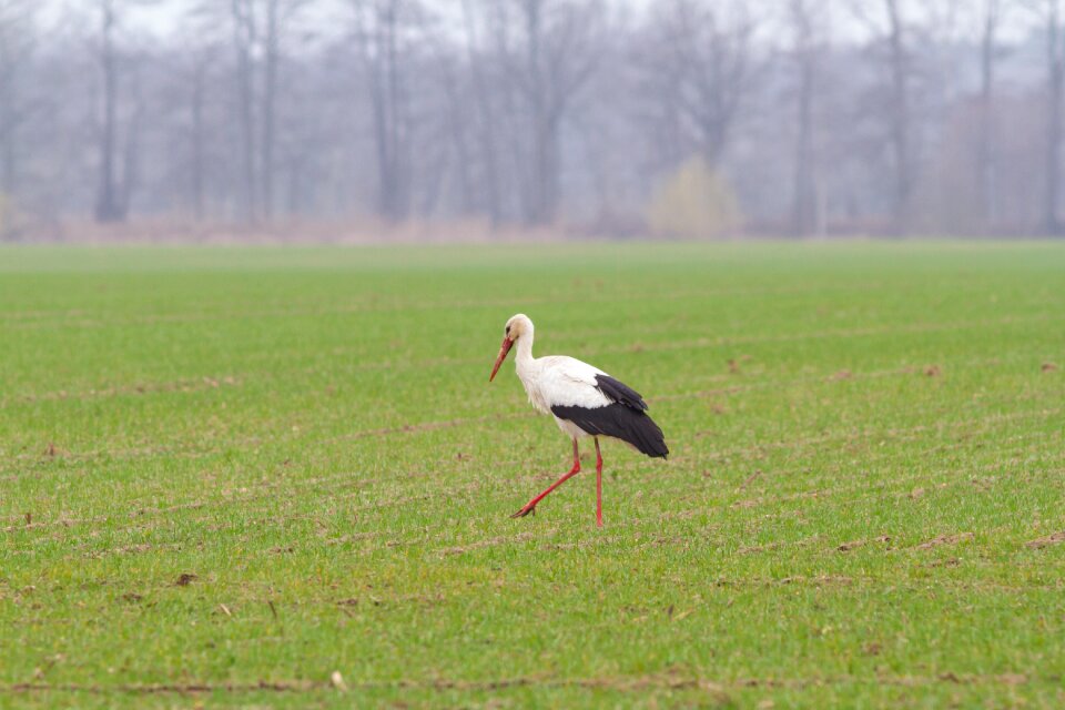 Bird rattle stork storks