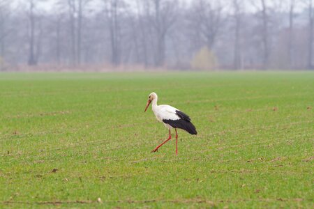 Bird rattle stork storks