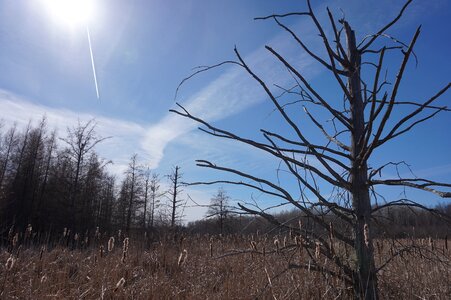 Spring landscape photo