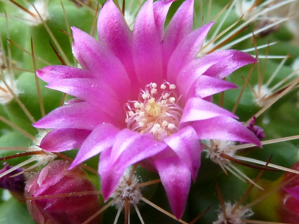 Bloom prickly close up