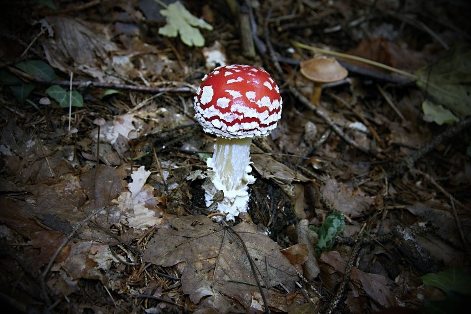 Poisonous amanita small