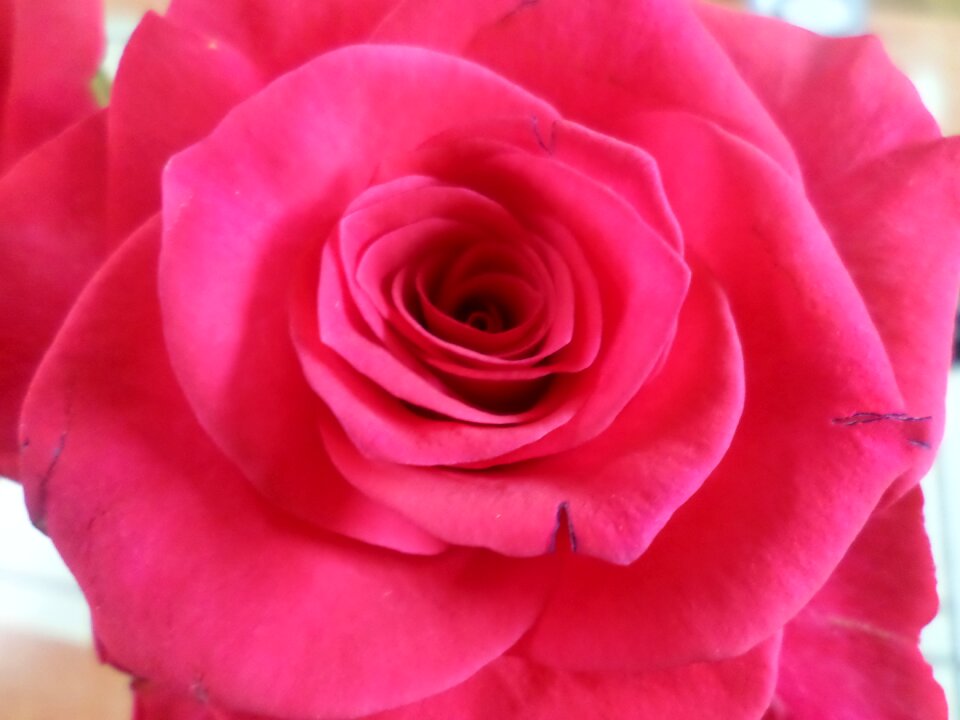 Rose thorn Free photos