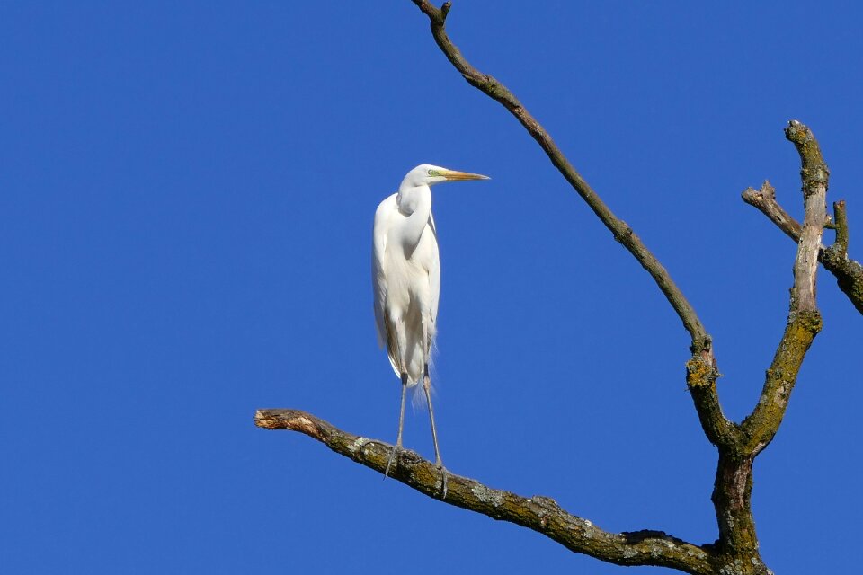 Egret bill water bird