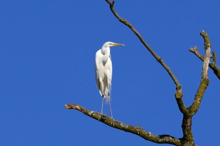 Egret bill water bird photo