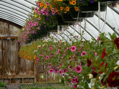 Green summer garden