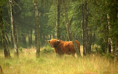 Nature scottish highlander oxen photo