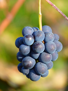 Vine cultivation wine