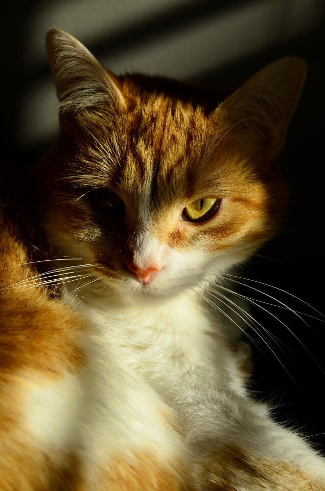 Feline portrait whisker
