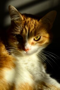 Feline portrait whisker