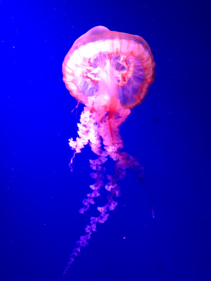 Jellyfish beautiful blue