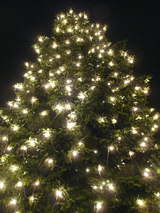 Fir tree lichterkette lighting photo