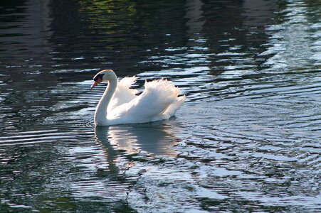 Water bird reflection photo