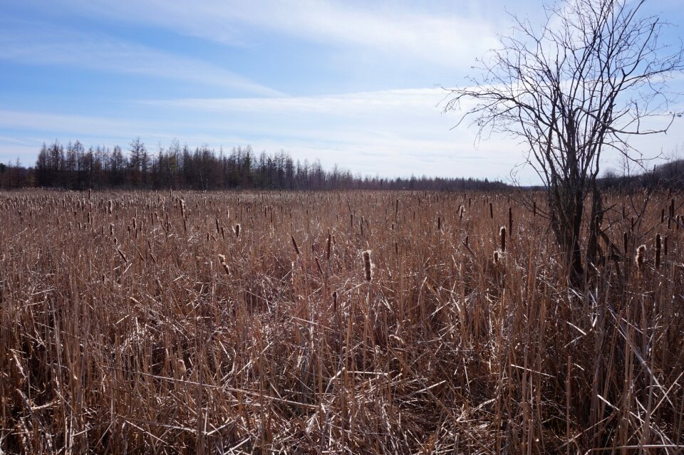 Spring landscape