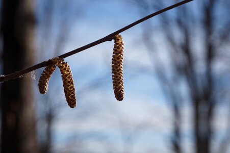 Spring plant