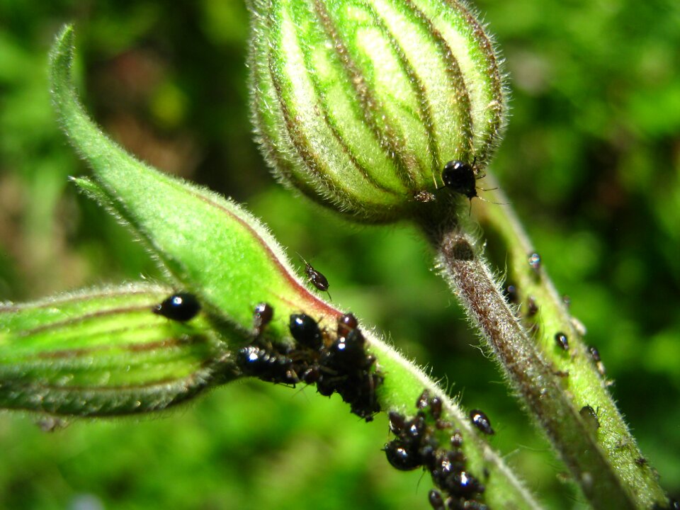 Plants flower nature