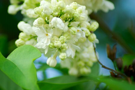Lilac white flowers garden