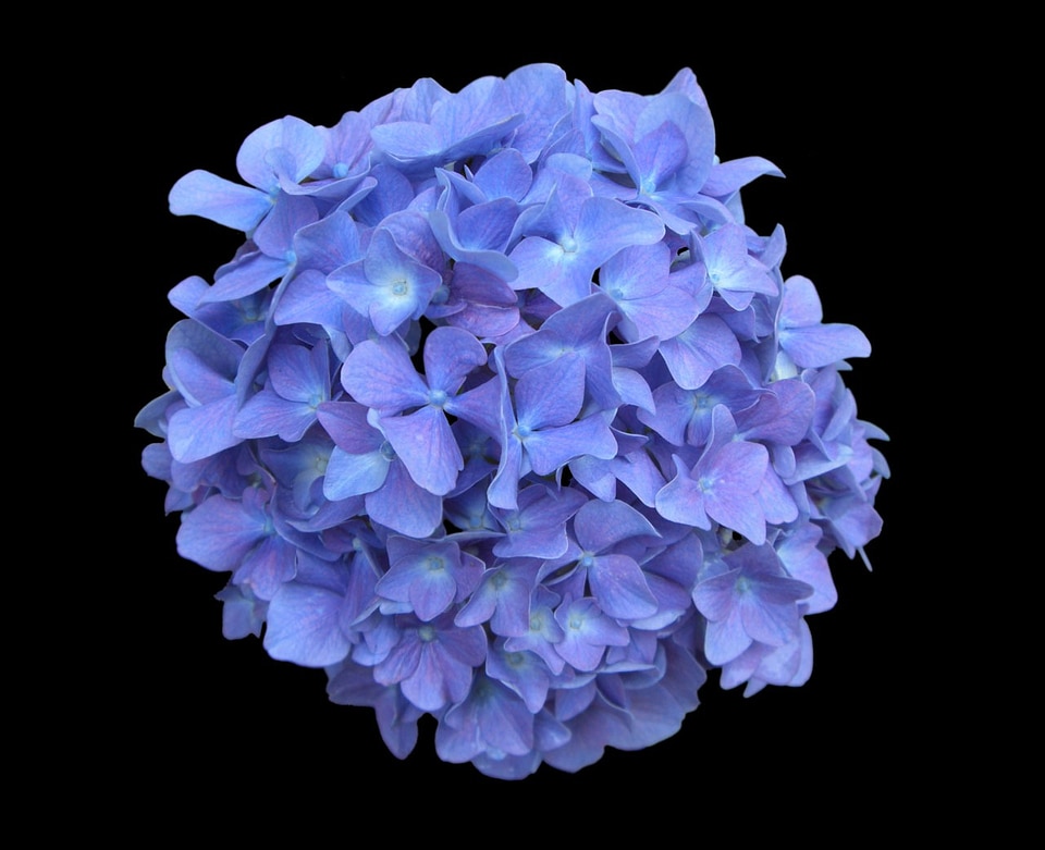 Floral blossom cluster