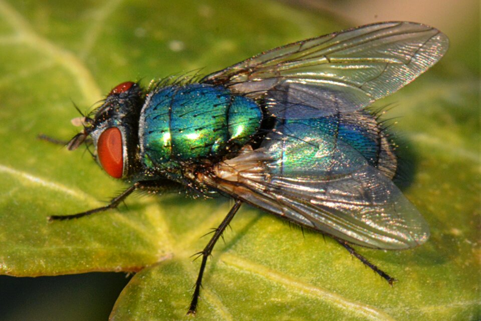Bug wings macro