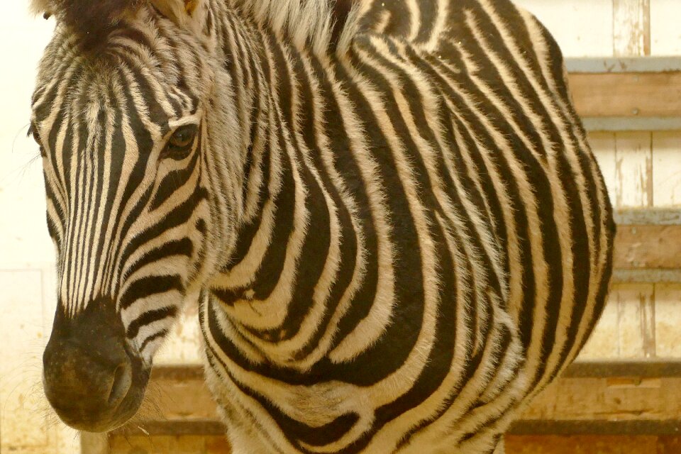 Africa crosswalk zoo