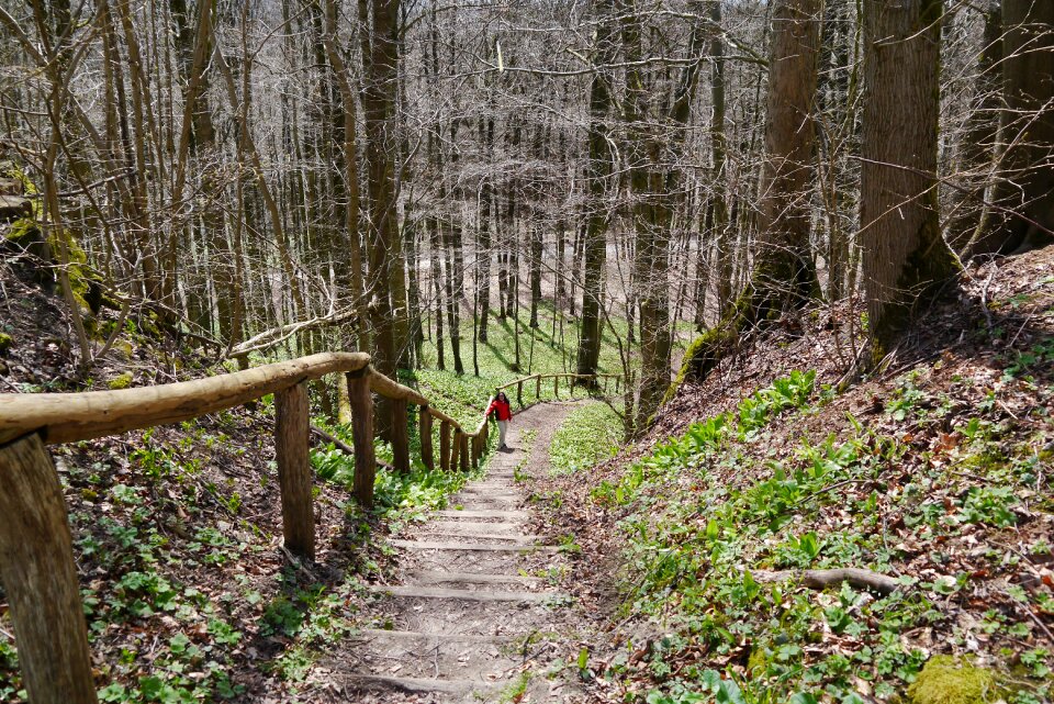 Nature forest trail