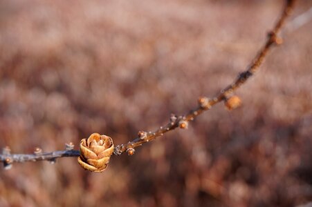 Spring plant