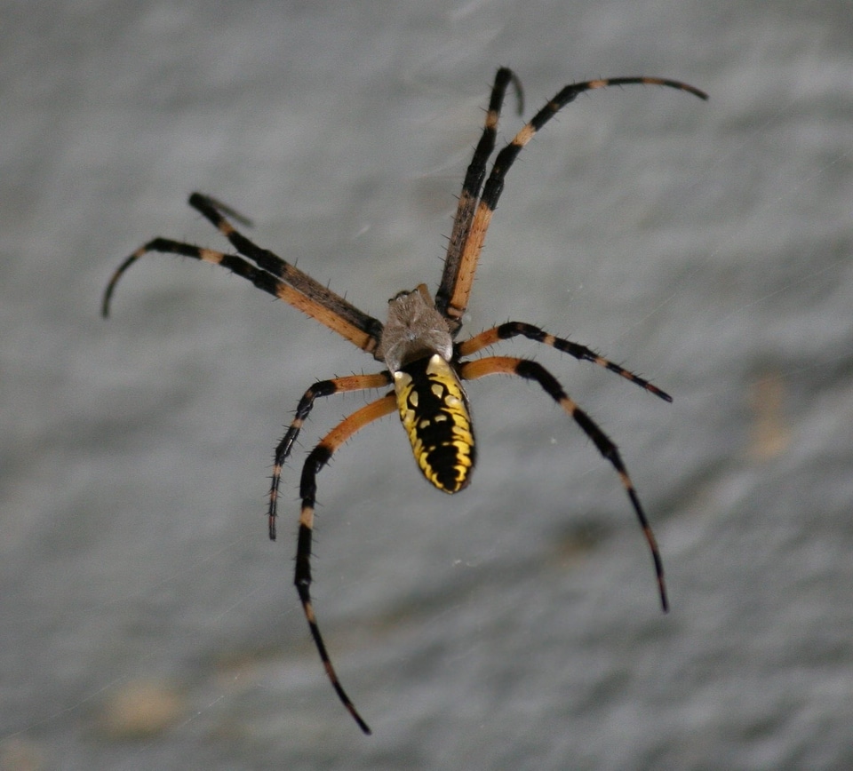 Argiope aurantico arachnid web