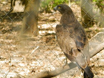 Osprey bird zoo photo