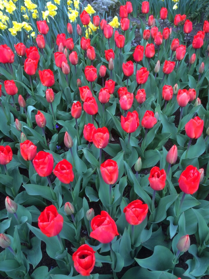 Floral bloom red