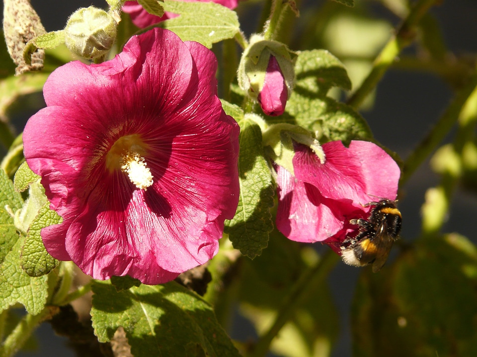 Hollyhock poplar rose stock rose garden