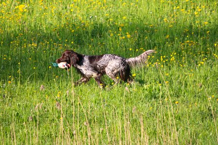 Retrieve plastic duck dog training