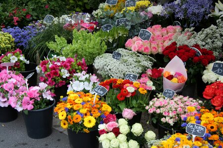 Coloured cut flowers colorful