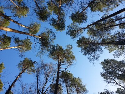 Fischland darß treetop trees
