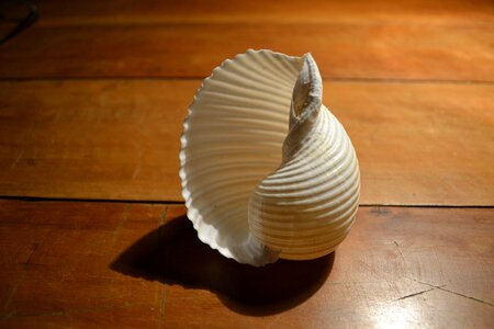 Purity object movement