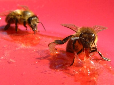 Honey bee insects pollinator photo