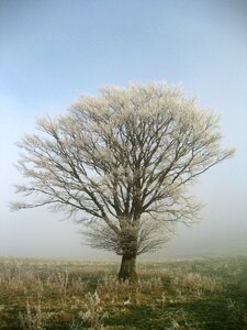 Winter cold white photo